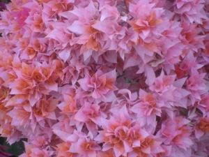 10635984_10153154639221062_2532143892955693792_n