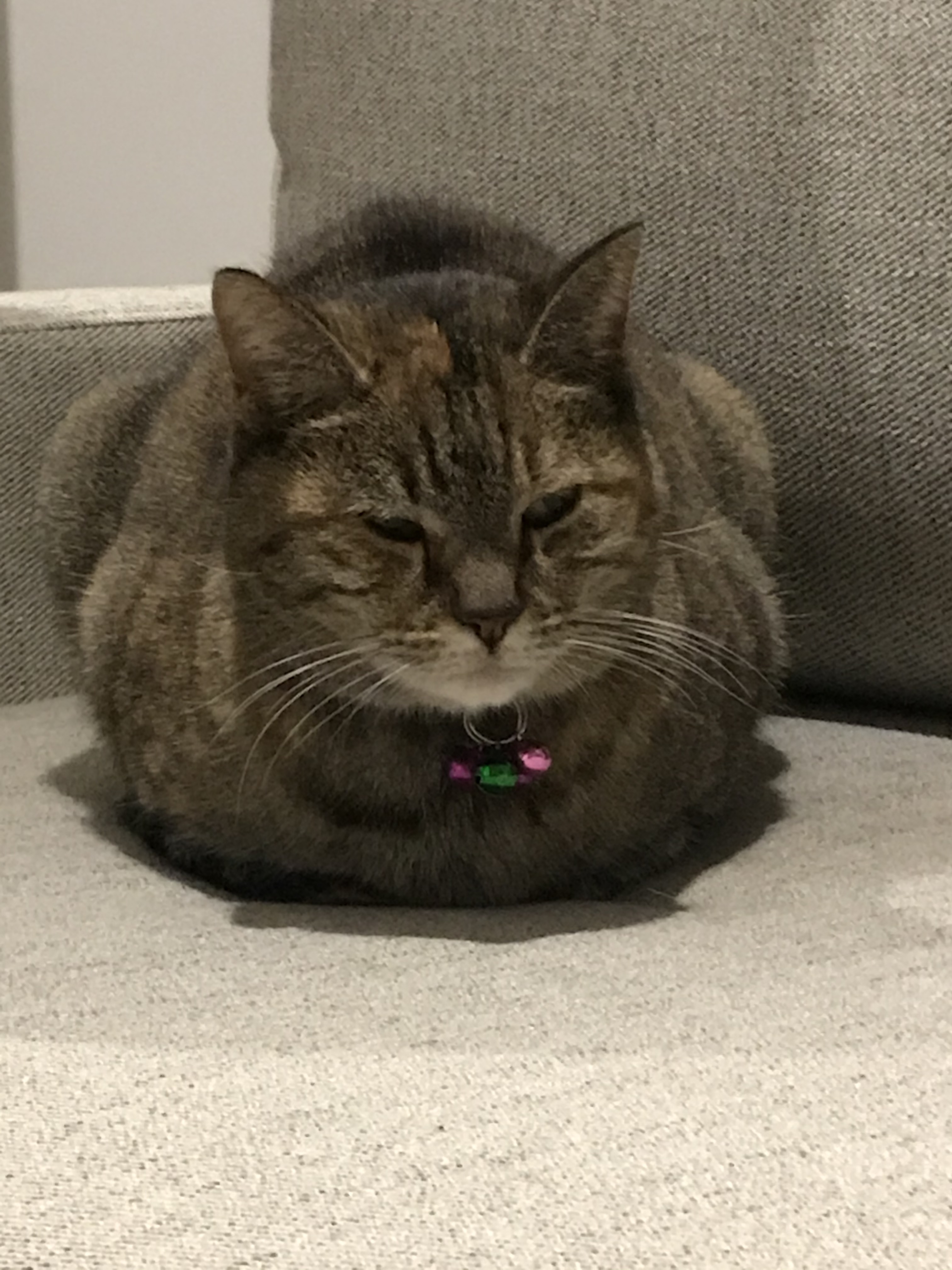 D3QSxCjMRj6aO1nG7OyHOQ